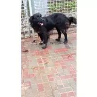 Foto dell\'animale Comune di San Nicola La Strada - 380260100709572