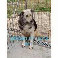 Foto dell\'animale Comune di Bellona - 380260101118618