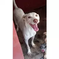 Foto dell\'animale Comune di Lauro - 380260043225076