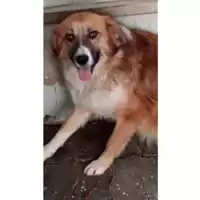 Foto dell\'animale Comune di Lauro - 380260043224140