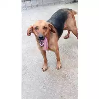 Foto dell\'animale Comune di Marzano di Nola - 380260043168011