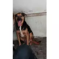 Foto dell\'animale Comune di Lauro - 380260043206757