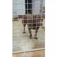 Foto dell\'animale Comune di Sant'Anastasia - 380260043068475