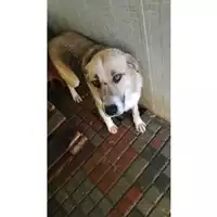 Foto dell\'animale Comune di Carbonara di Nola - 380260043506721
