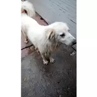 Foto dell\'animale Comune di Lauro - 380260043228666