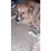 Foto dell\'animale Comune di Lauro - 380260100419615