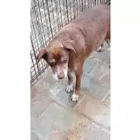 Foto dell\'animale Comune di Lauro - 380260043230649