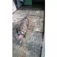 Foto dell\'animale Comune di San Nicola La Strada - 380260101339434