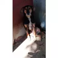 Foto dell\'animale Comune di Calabritto - 380260043797682