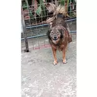 Foto dell\'animale Comune di Tufino - 380260043483442
