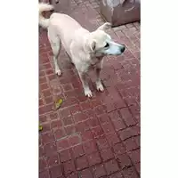 Foto dell\'animale Comune di Liveri - 380260043506072