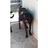 Foto dell\'animale Comune di Sant'Anastasia - 380260043962640
