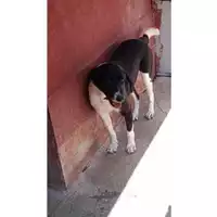 Foto dell\'animale Comune di Lauro - 380260043802746