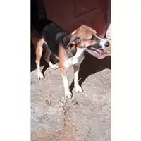 Foto dell\'animale Comune di Lauro - 380260043803073