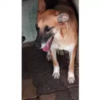 Foto dell\'animale Comune di Lauro - 380260043803385