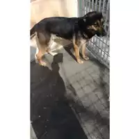 Foto dell\'animale Comune di Saviano - 380260043483375
