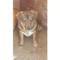 Foto dell\'animale Comune di Sant'Anastasia - 380260043501806
