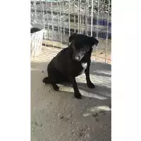 Foto dell\'animale Comune di Sant'Anastasia - 380260043506311