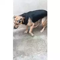 Foto dell\'animale Comune di Sant'Anastasia - 380260043505727