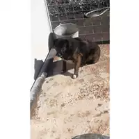 Foto dell\'animale Comune di Saviano - 380260043506459