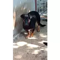 Foto dell\'animale Comune di Sant'Anastasia - 380260043501475