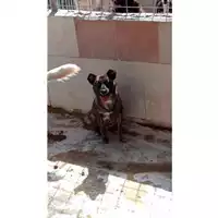 Foto dell\'animale Comune di Sant'Anastasia - 380260043502049