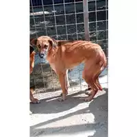Foto dell\'animale Comune di Lauro - 380260043803572
