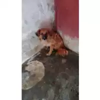 Foto dell\'animale Comune di Lauro - 380260043798082