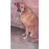 Foto dell\'animale Comune di Lauro - 380260043811780