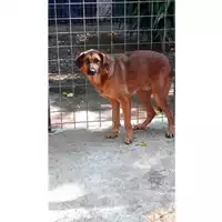 Foto dell\'animale Comune di Lauro - 380260043808456