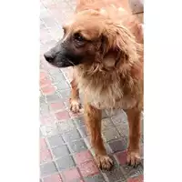 Foto dell\'animale Comune di Moschiano - 380260043818444