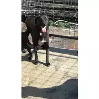 Foto dell\'animale Comune di Sant'Anastasia - 380260043962731