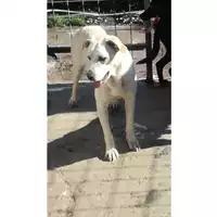 Foto dell\'animale Comune di Sant'Anastasia - 380260043962776