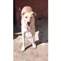 Foto dell\'animale Comune di Sant'Anastasia - 380260043962472