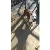 Foto dell\'animale Comune di Sant'Anastasia - 380260043962719