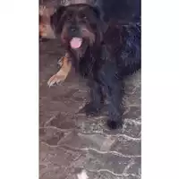 Foto dell\'animale Comune di Lauro - 380260043817633