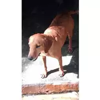 Foto dell\'animale Comune di Lauro - 380260044972685