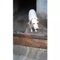 Foto dell\'animale Comune di Lauro - 380260043818489