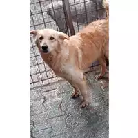 Foto dell\'animale Comune di Avella - 380260043812594