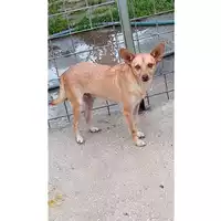 Foto dell\'animale Comune di Moschiano - 380260044052148