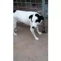 Foto dell\'animale Comune di Lauro - 380260044050899