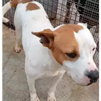 Foto dell\'animale Comune di San Nicola La Strada - 380260101504880