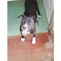 Foto dell\'animale Comune di Montoro - 380260044049965