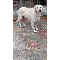 Foto dell\'animale Comune di Lauro - 380260044145779