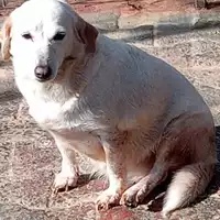 Foto dell\'animale Comune di Lauro - 380260044132116