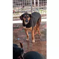 Foto dell\'animale Comune di Lauro - 380260043998580