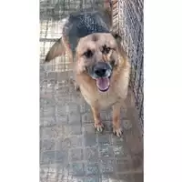 Foto dell\'animale Comune di Avella - 380260043995195