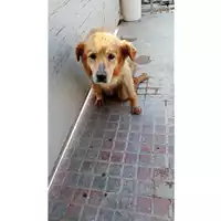 Foto dell\'animale Comune di Lauro - 380260044145973