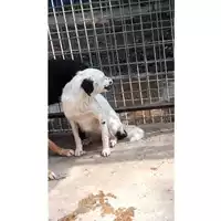 Foto dell\'animale Comune di San Nicola La Strada - 380260101499346