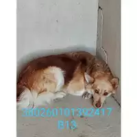 Foto dell\'animale Comune di Bellona - 380260101392417